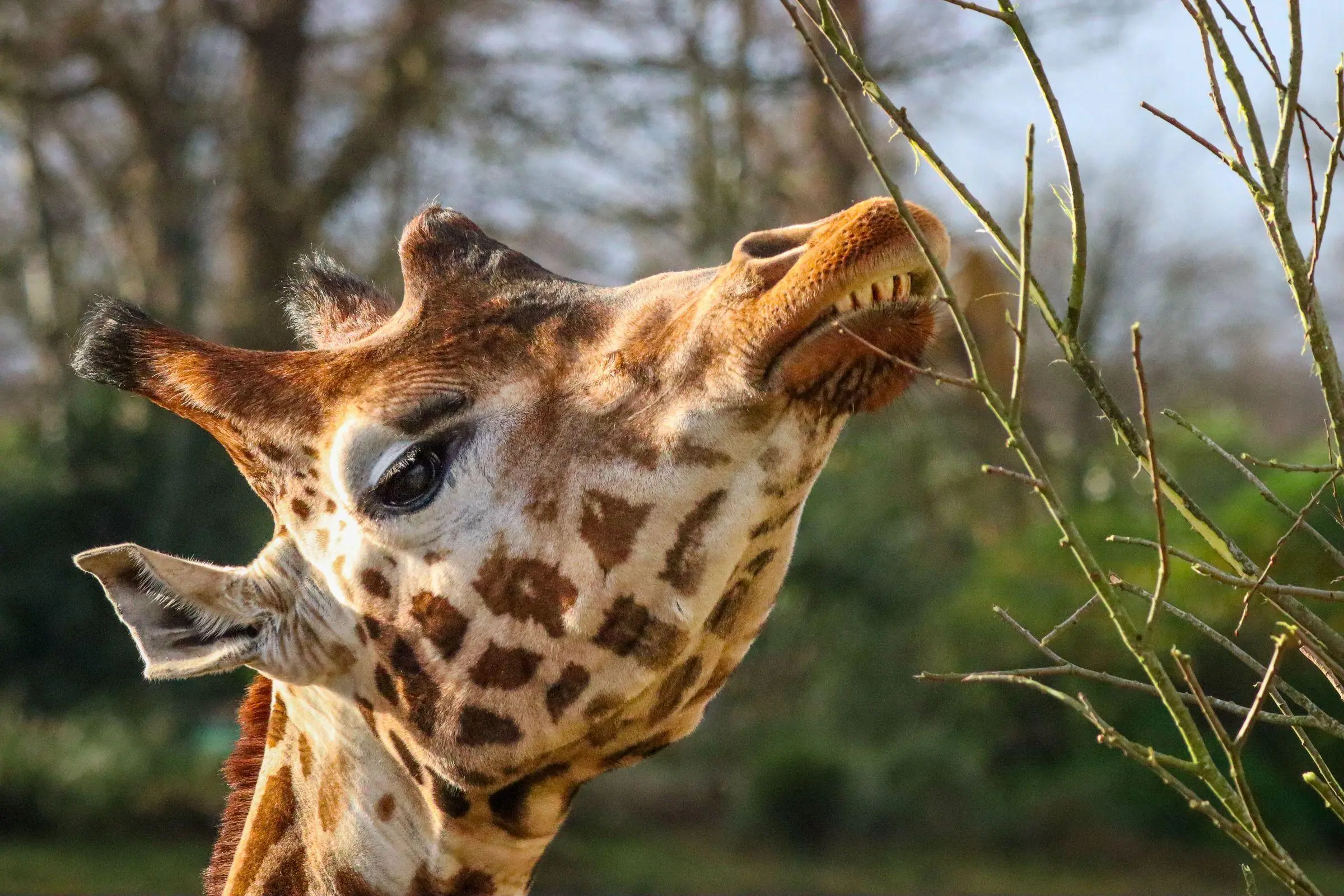 The African Savanna habitat at Dublin Zoo in Phoenix Park
